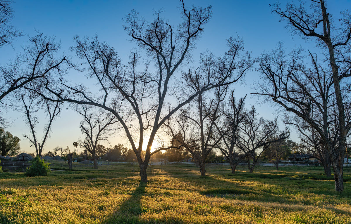 September Pecan Potassium Planning: Read This Year’s Leaf Tests Before Buying Next Year’s Fertilizer