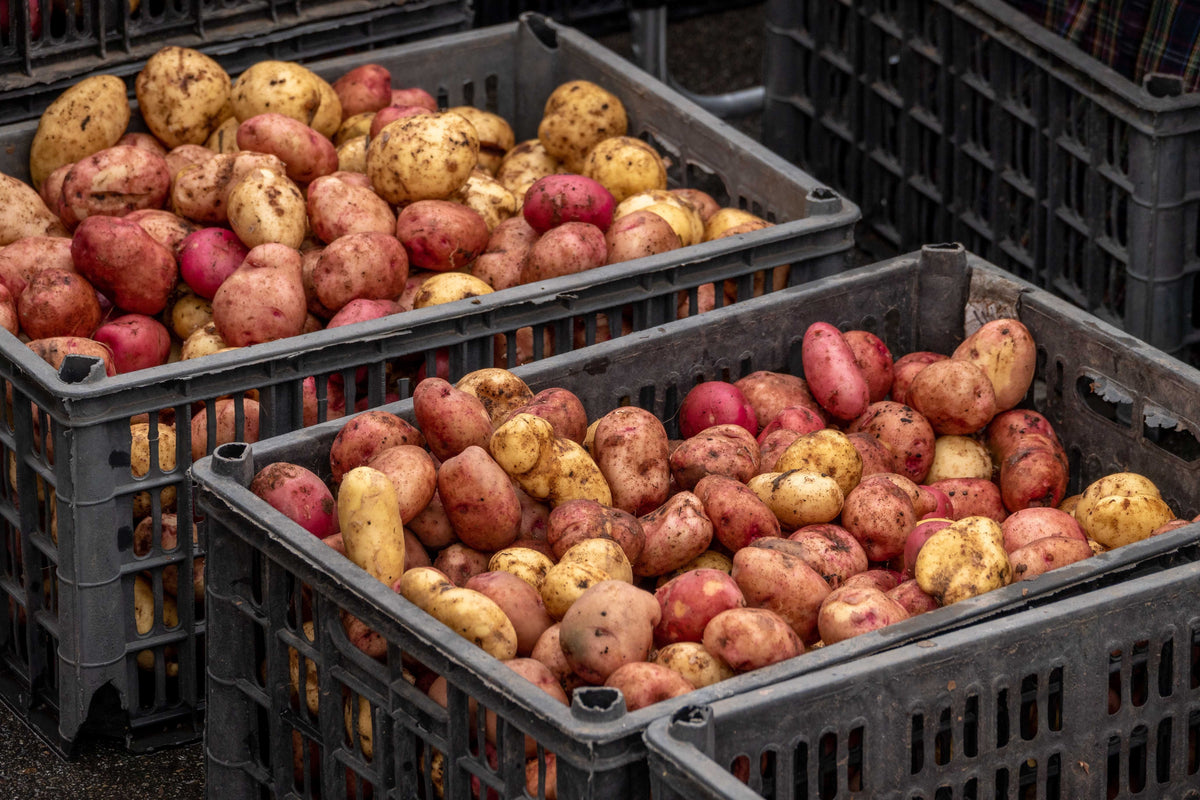 Potato Harvest Fertility Review: What September Tuber Quality Can Tell You About Next Year’s Potassium Program