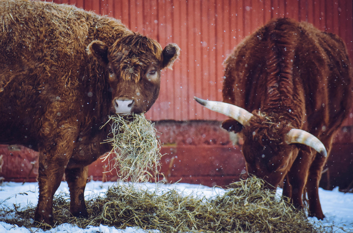 Waking Up Hay and Pasture Stands: Spring Potassium, Sulfur, and Soil Health