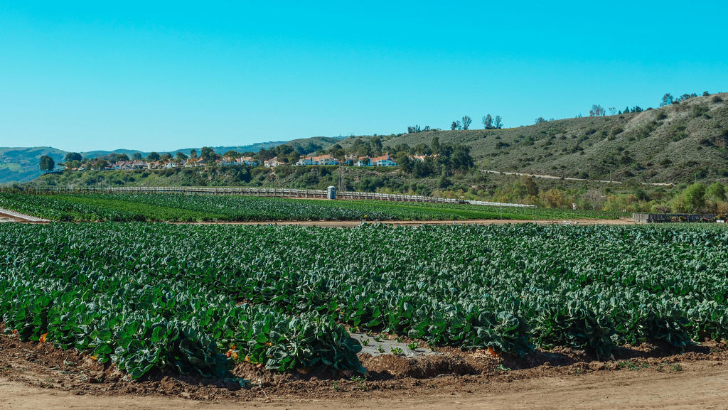 Preparing Crops for Late March Fertilization and Early Growth Acceleration