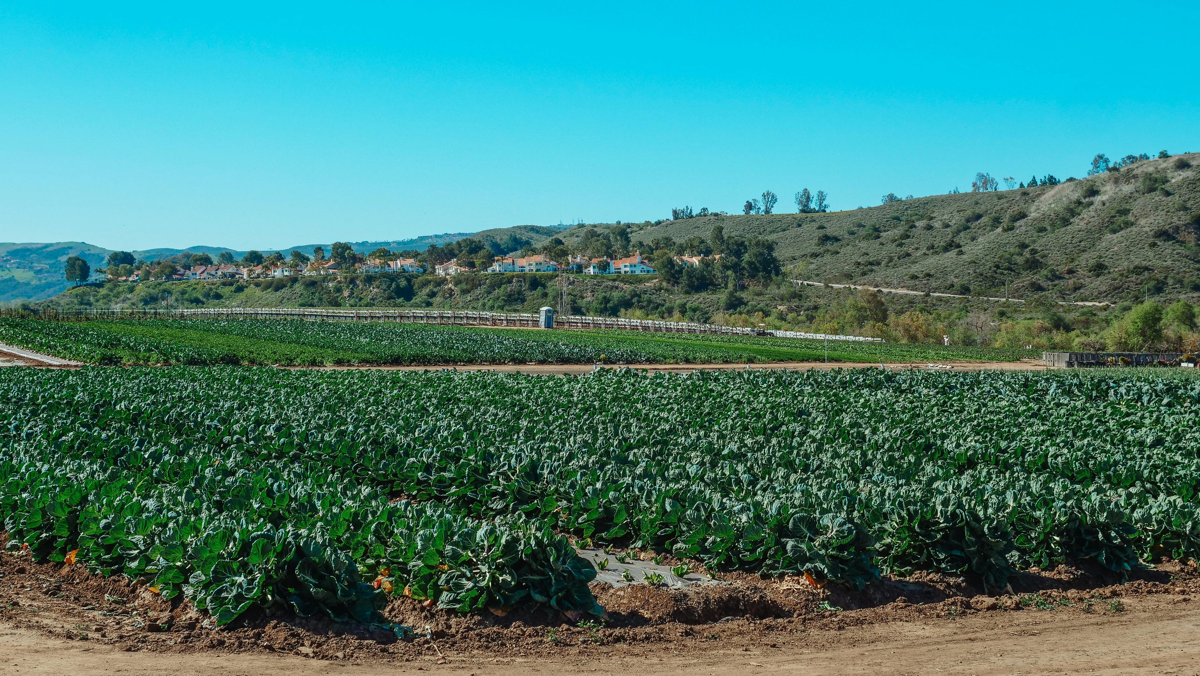 Preparing Crops for Late March Fertilization and Early Growth Acceleration