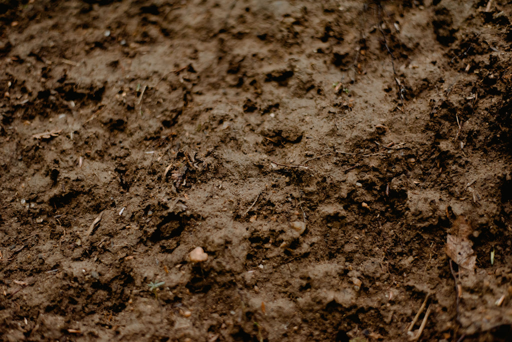 Managing Wet Spring Soil Without Smothering Roots