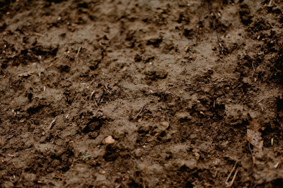 Managing Wet Spring Soil Without Smothering Roots
