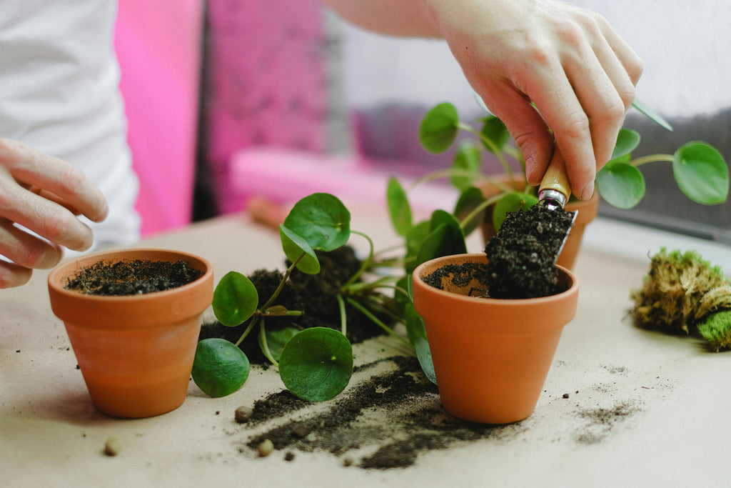 Fall Fertilizer Timing: When to Apply for Maximum Root Growth