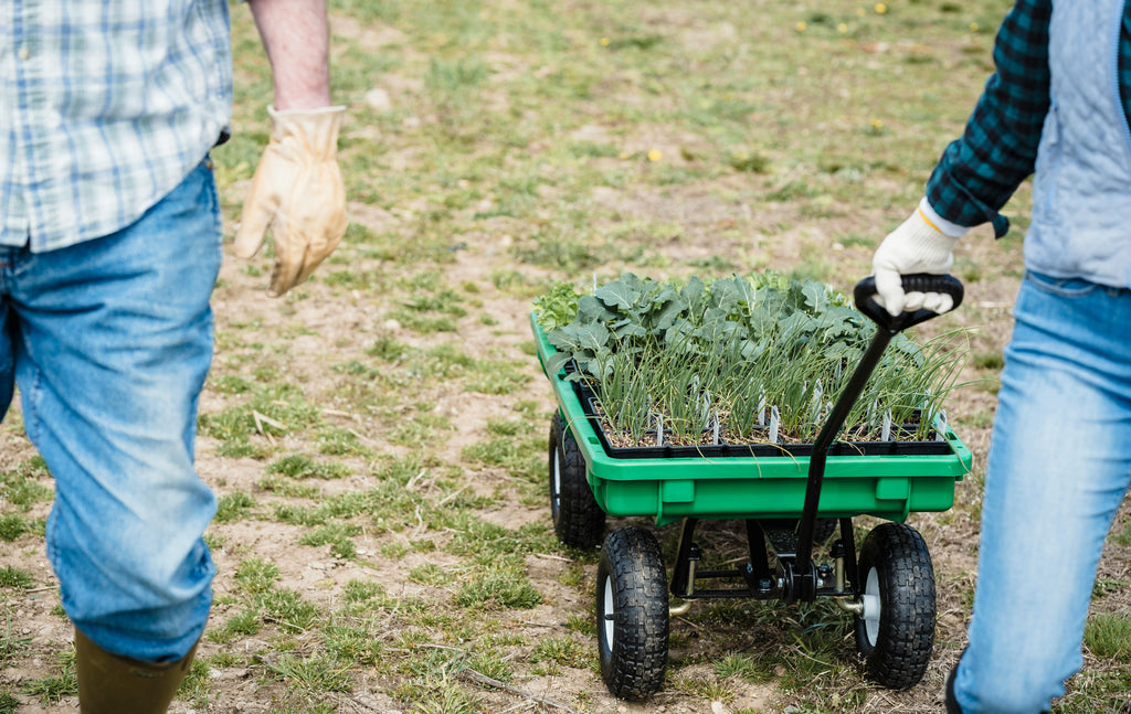 Eco-Friendly Fertilization: Sustainable Farming Techniques
