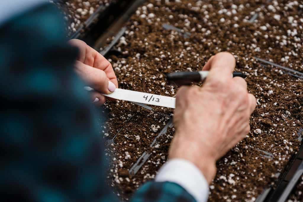 The Importance of Calcium in Early Plant Development