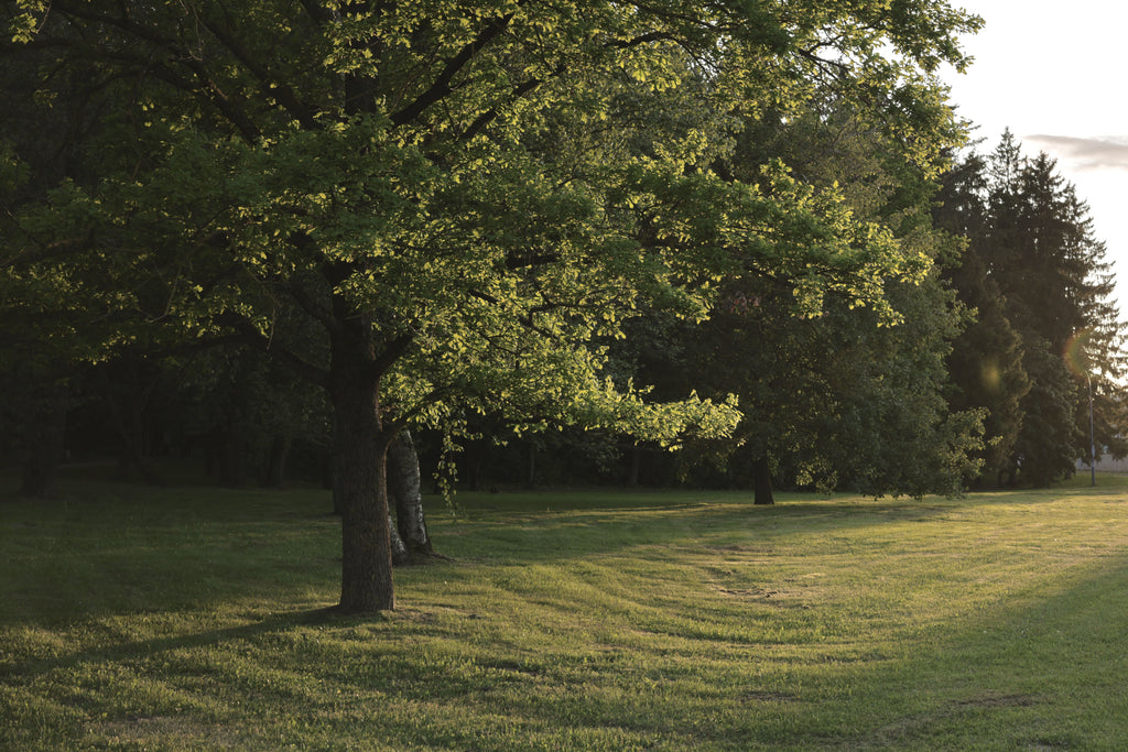 June Lawn Care: Green Is Not the Same as Summer-Ready