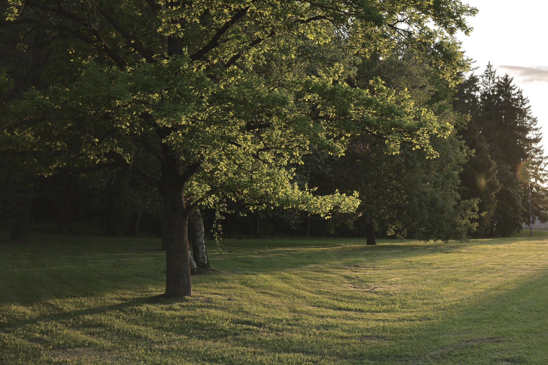 June Lawn Care: Green Is Not the Same as Summer-Ready