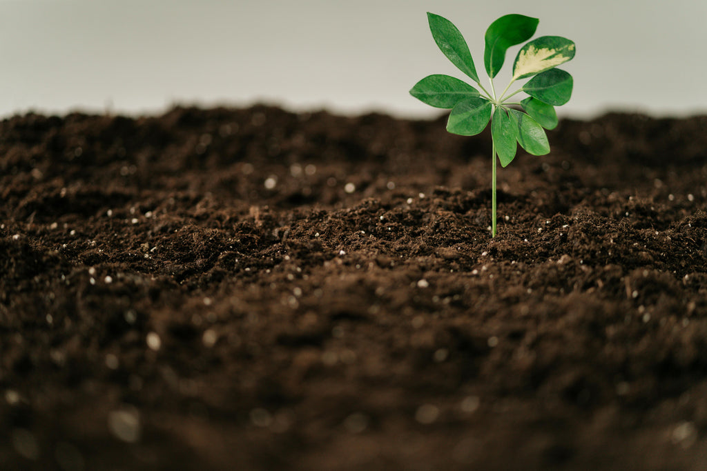Fertilizing Your Summer Vegetable Garden for Maximum Production