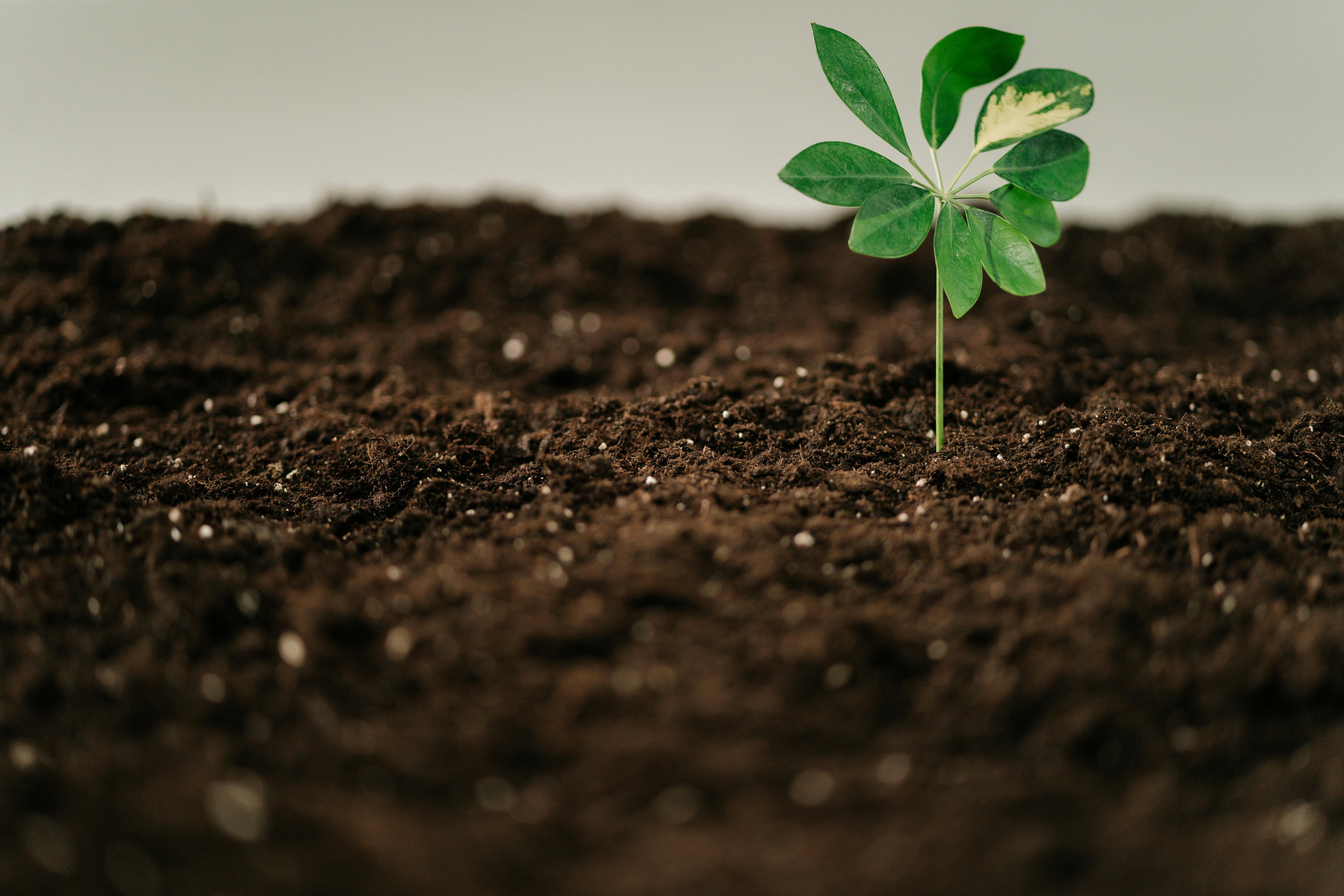 Fertilizing Your Summer Vegetable Garden for Maximum Production