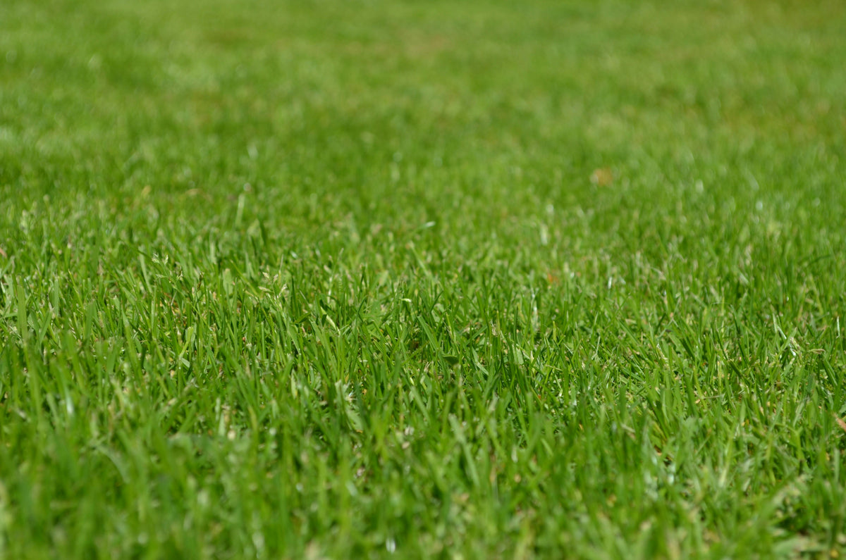 Fall Recovery Fertilization After Drought and Heat Stress