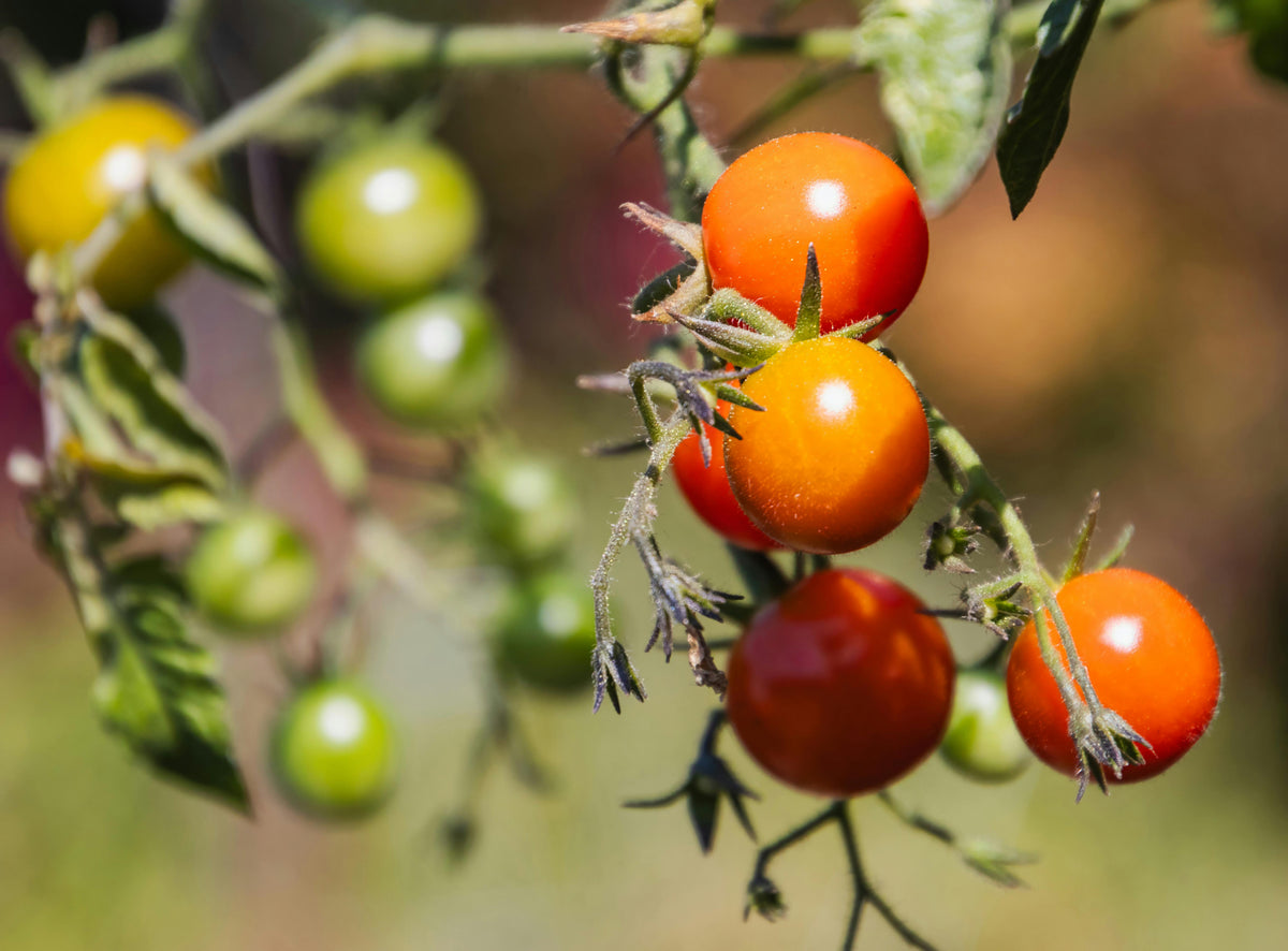 Early-Season Nutrition for High-Value Crops: Berries and Tomatoes