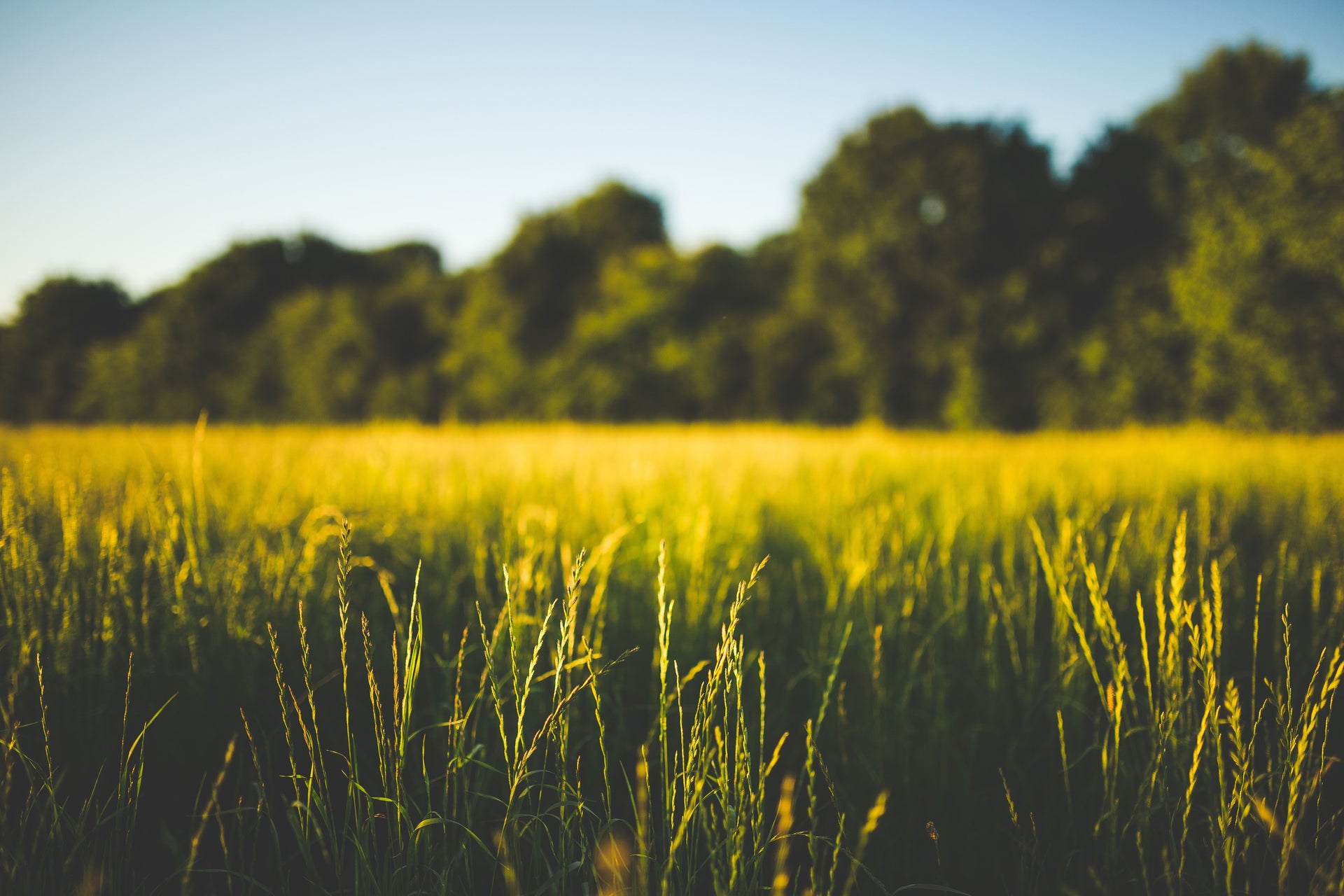 Managing the Late-Summer Pasture Slump Without Grazing Plants Into the Ground