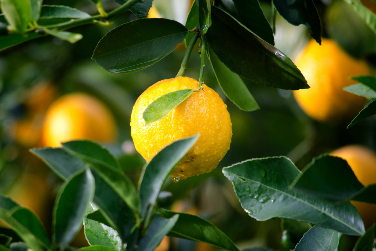 Spring Fruit Tree Feeding Plan: Nitrogen, Potassium And Calcium For Strong Blossoms And Fruit