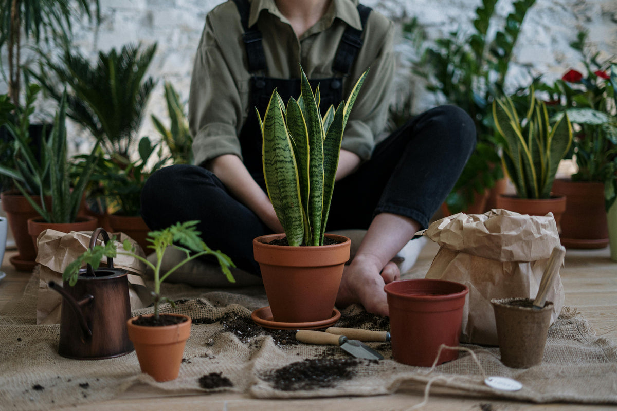 Choosing Between 10-10-10 and 12-6-6 for Your Garden