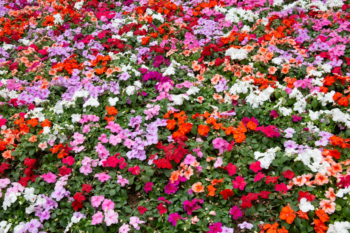 May Flower Beds: Building Roots Before Chasing Blooms