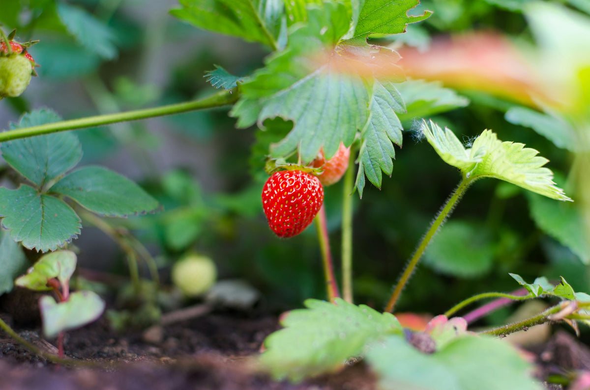 The Science Behind Liquid vs Granular Fertilizers in Hot Weather