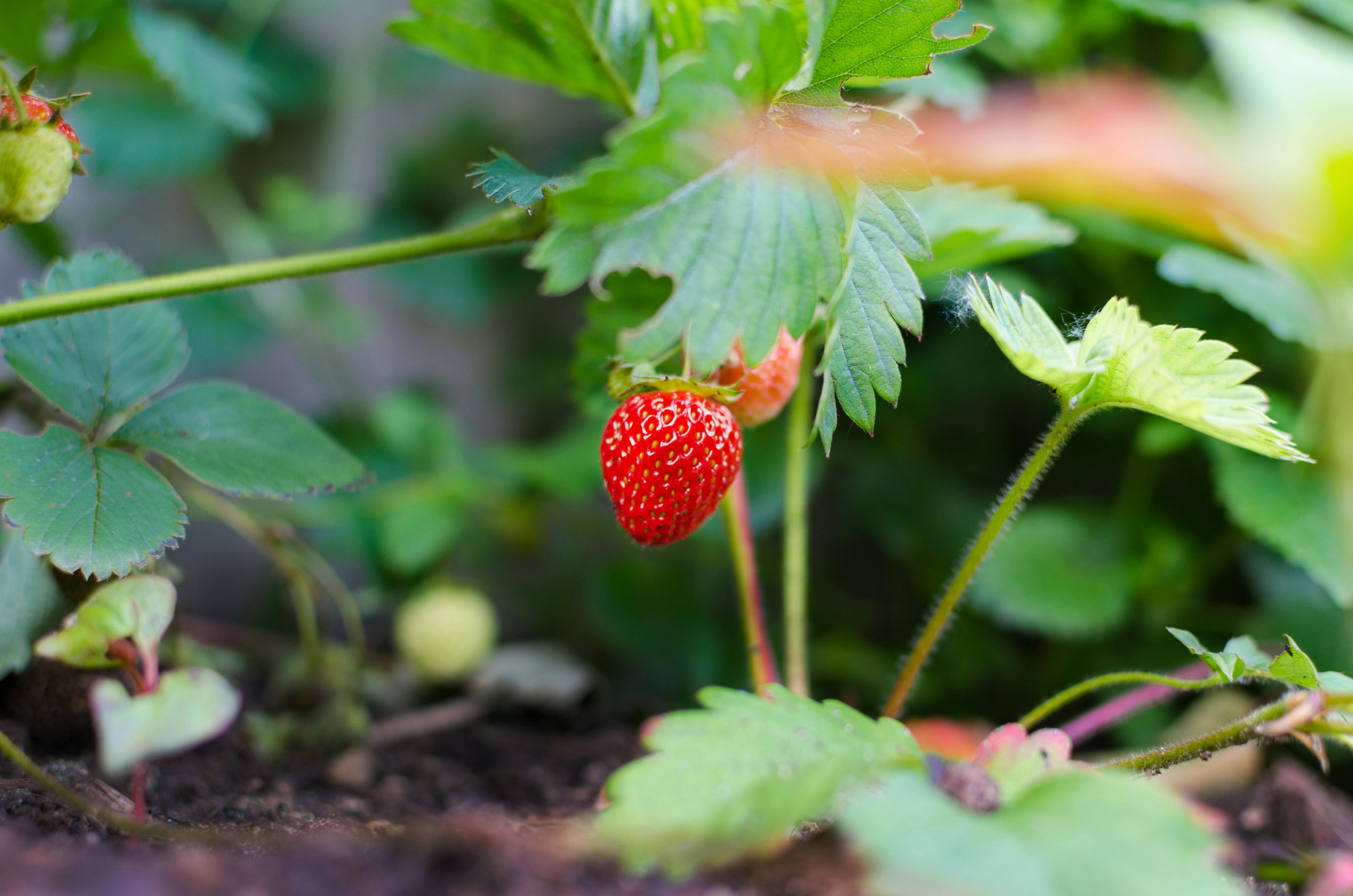 The Science Behind Liquid vs Granular Fertilizers in Hot Weather
