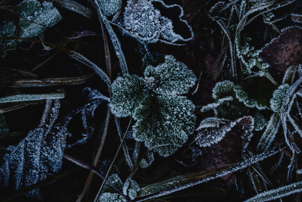Granular vs Liquid Fertilizer in February: What Changes in Cool Weather