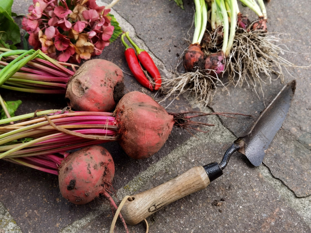 Soil Biology In Full Summer: Keeping Roots Active In Heat
