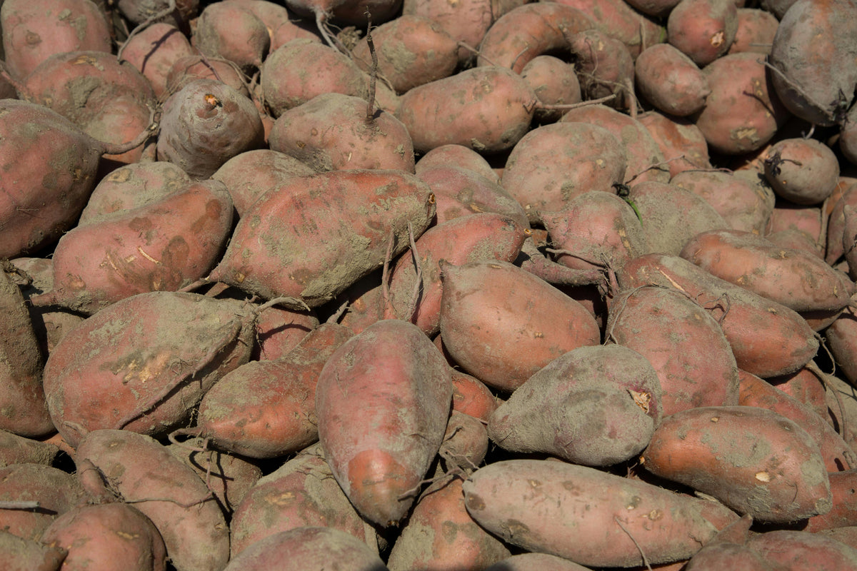 Gypsum for Root Crops: Preventing Cracking and Improving Shape