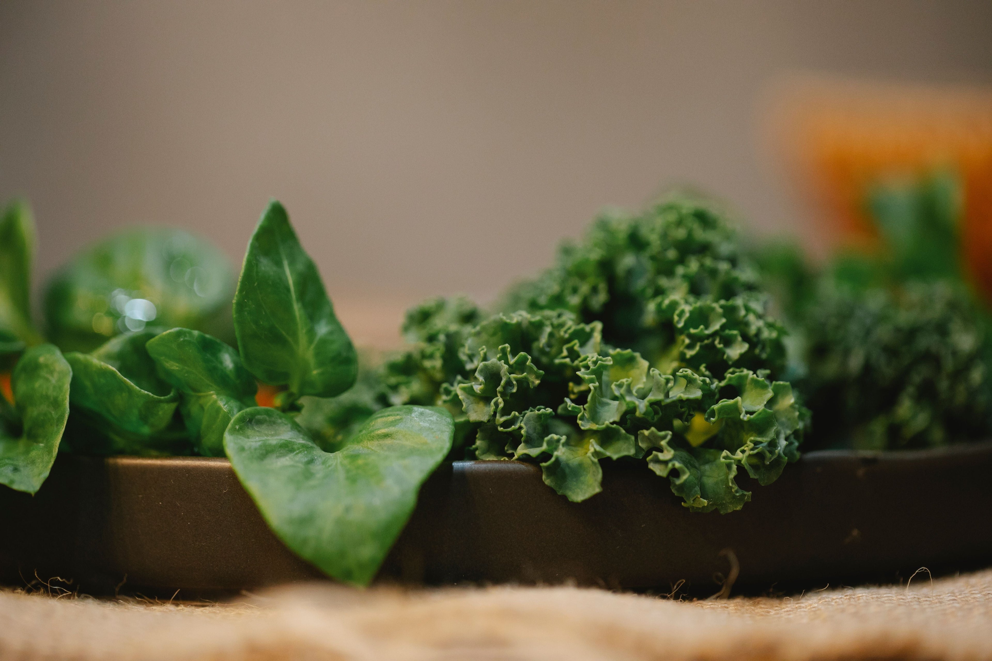 Magnesium Deficiency in August: Reading Interveinal Yellowing Correctly