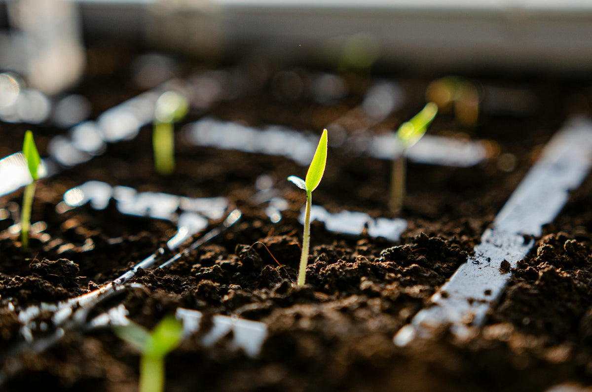 When to Use 14-14-14 vs Urea in Early Crop Stages