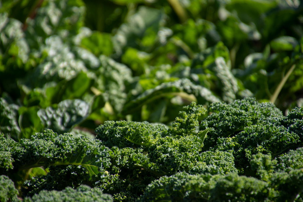 What Makes Fish-Based Fertilizers Different from Traditional Liquid NPK Blends?
