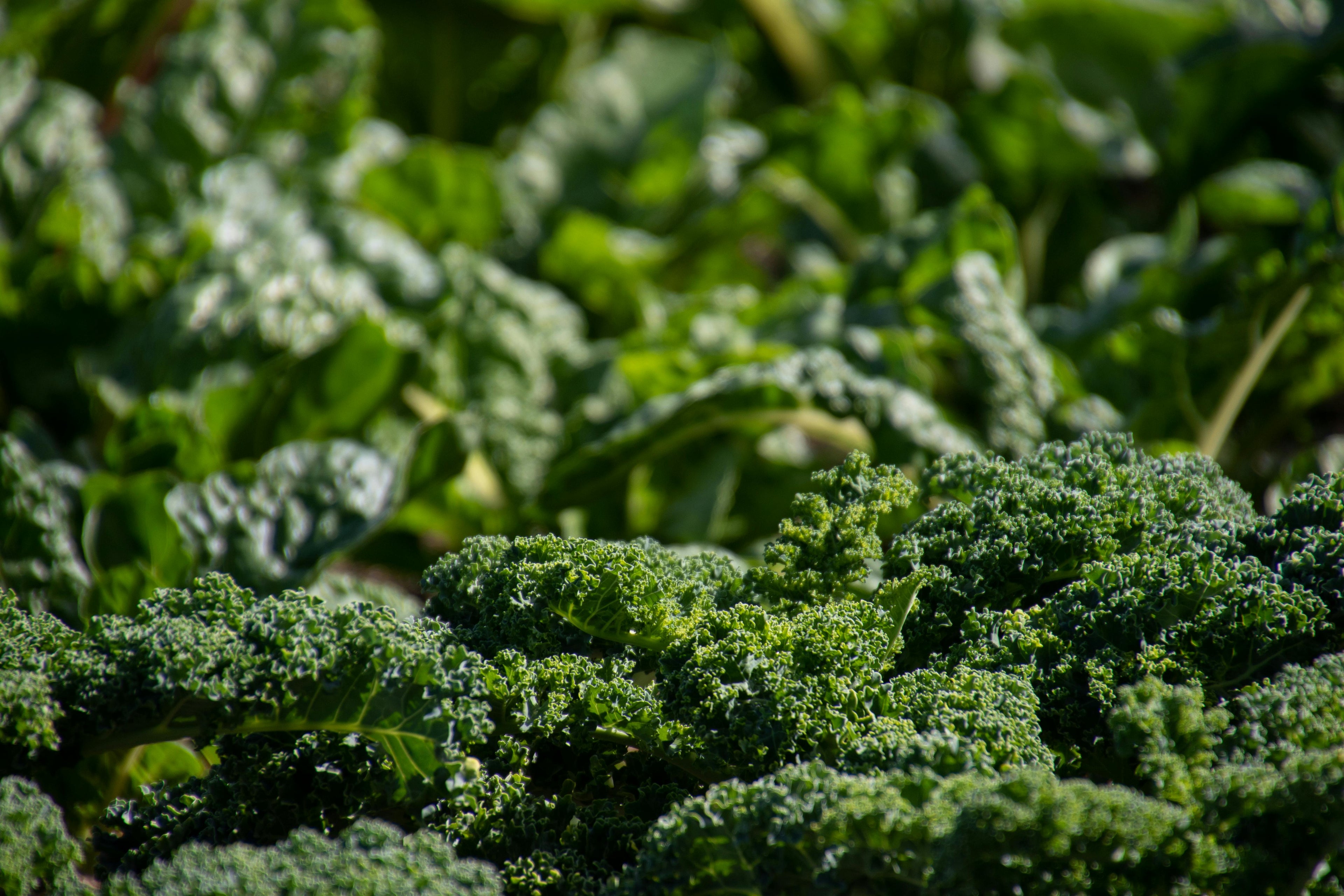 What Makes Fish-Based Fertilizers Different from Traditional Liquid NPK Blends?