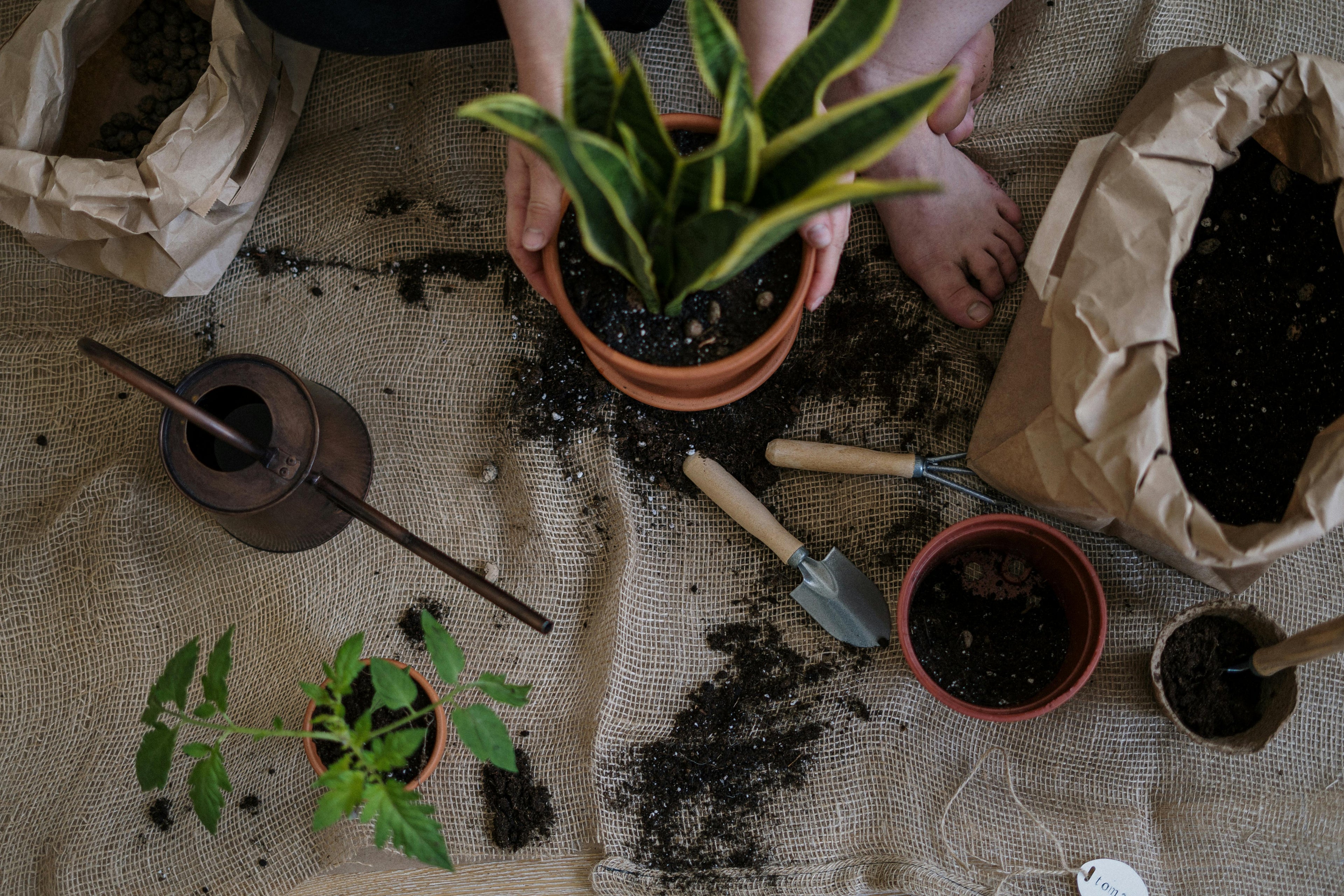 Creating Custom Fertilizer Schedules Based on Plant Type and Region