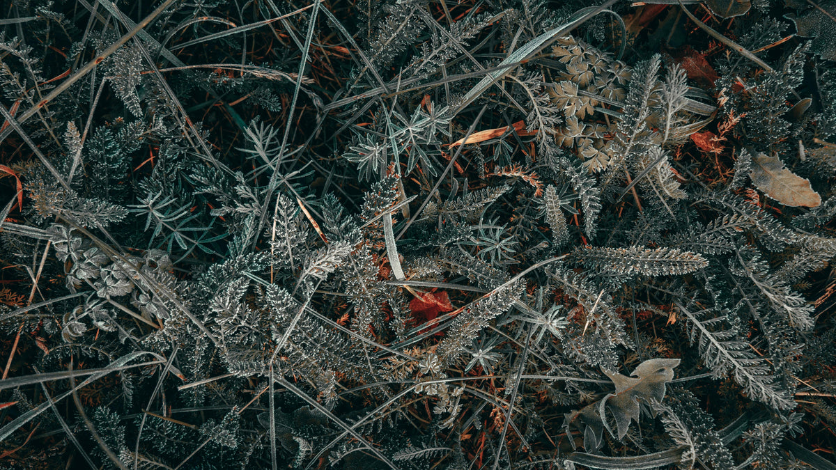 Fertilizer and Soil Temperature: Why Timing Matters More Than the Calendar