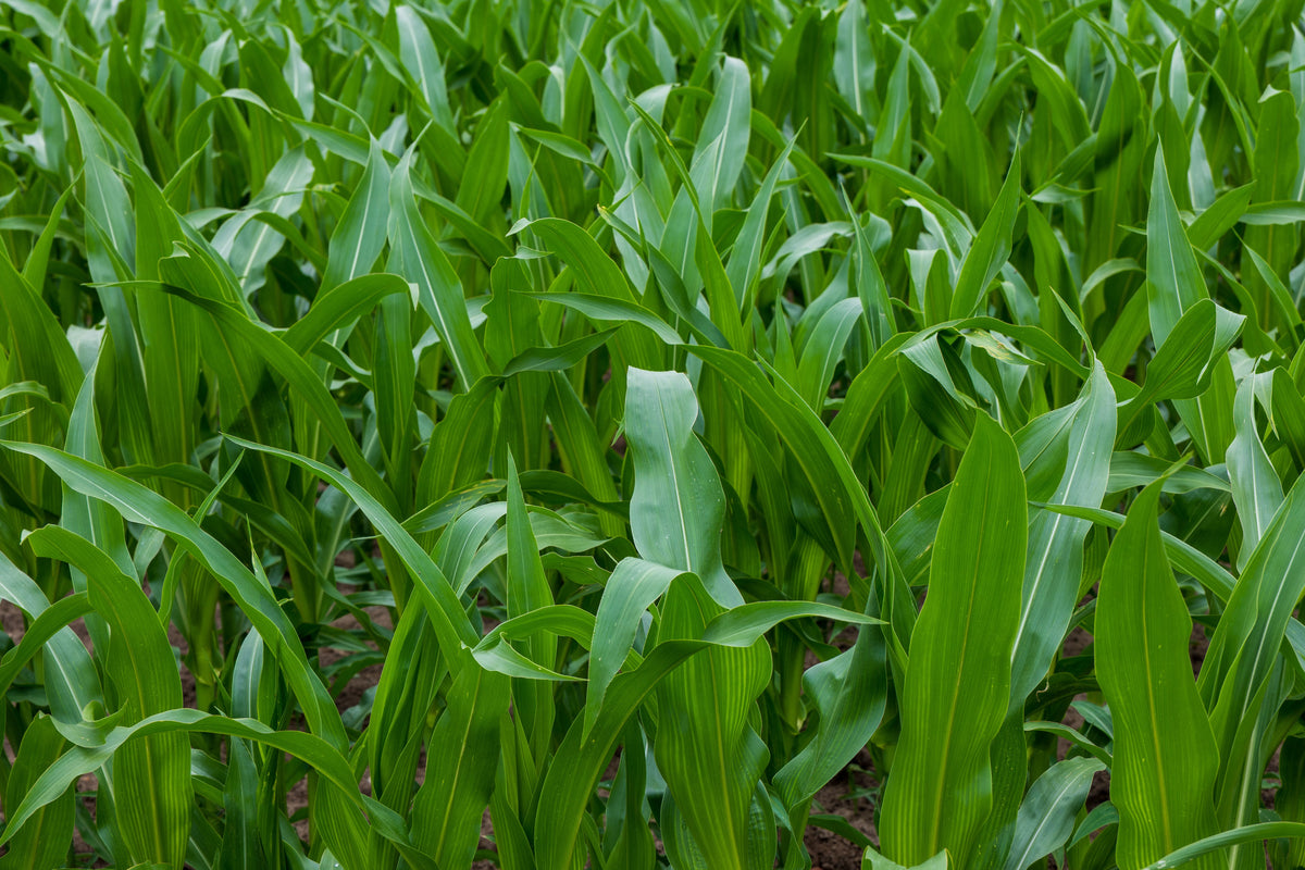 When Corn Needs a Nitrogen Push in Early Summer