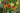 Early Spring Foliar Nutrition: Boosting Leaf and Fruit Development