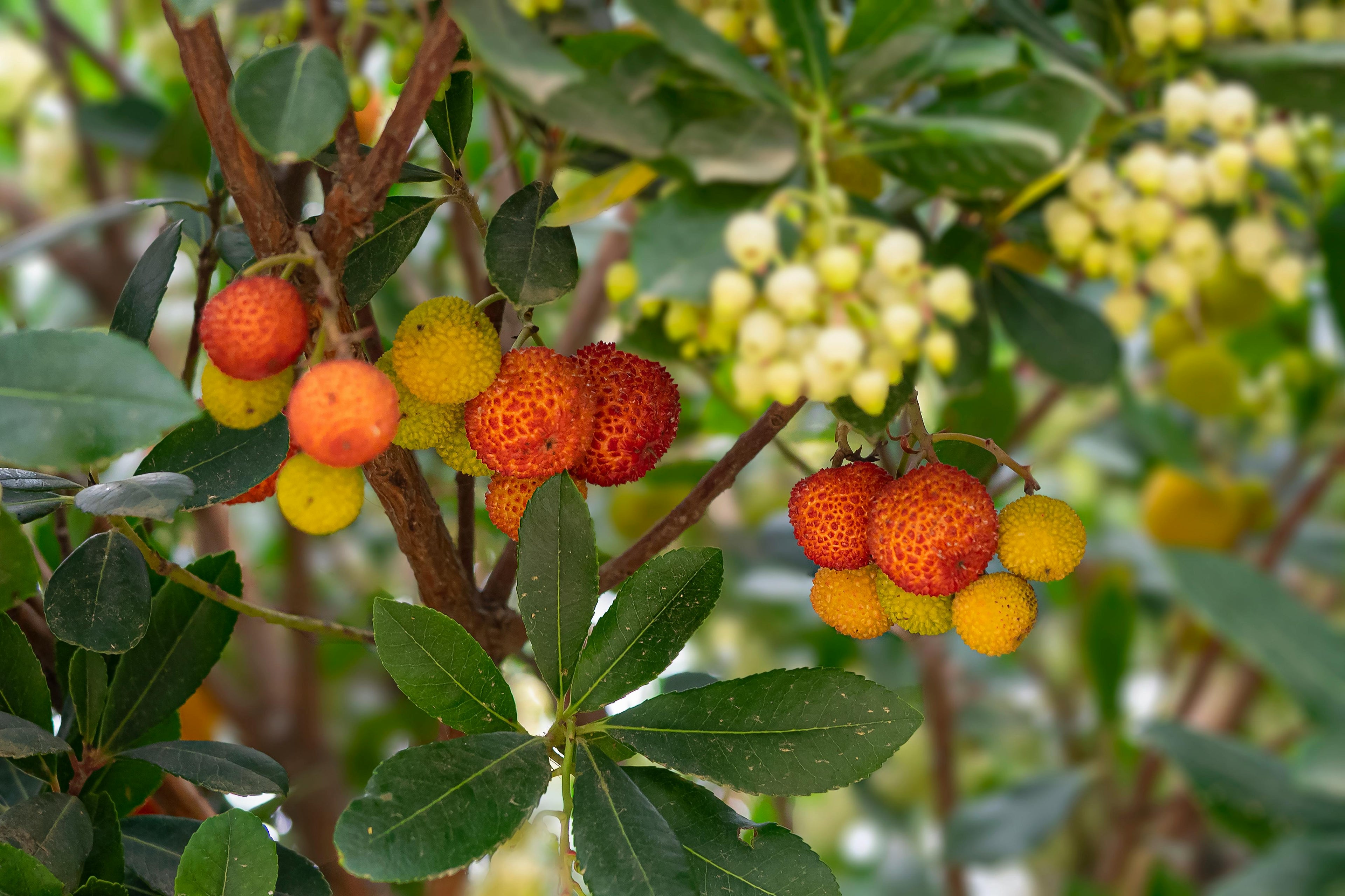 Early Spring Foliar Nutrition: Boosting Leaf and Fruit Development