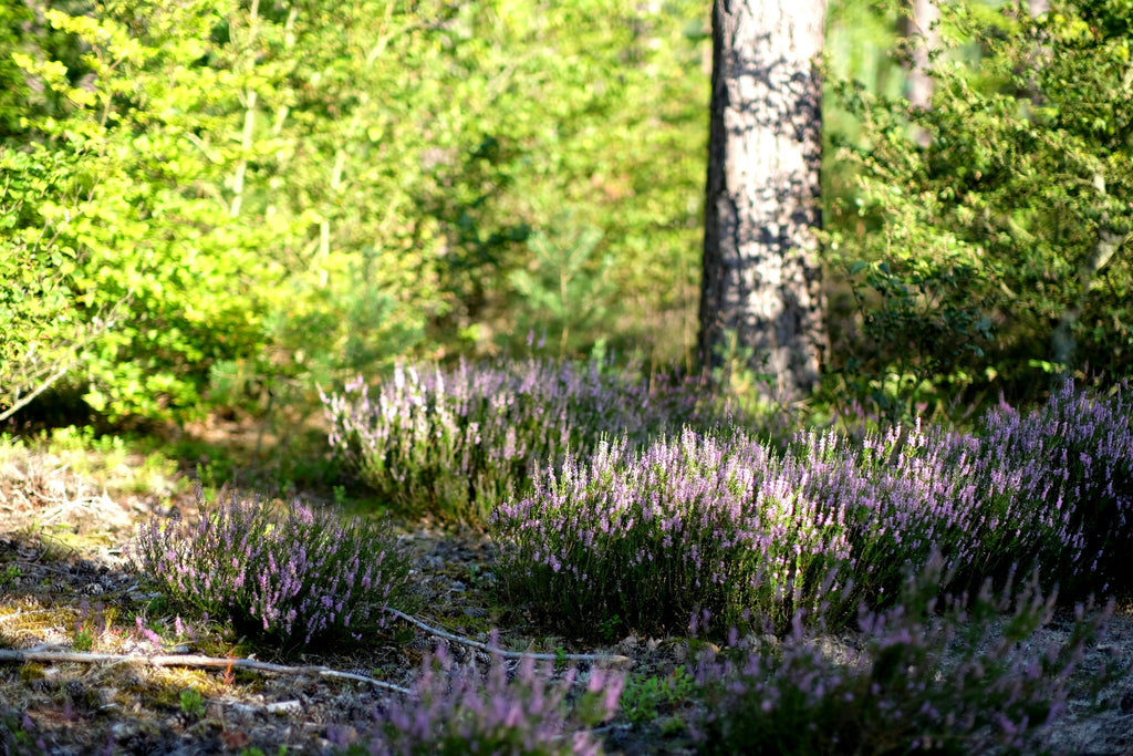 How to Maximize Late-Season Fertilizer Use to Prepare Trees, Shrubs, and Lawns for Winter