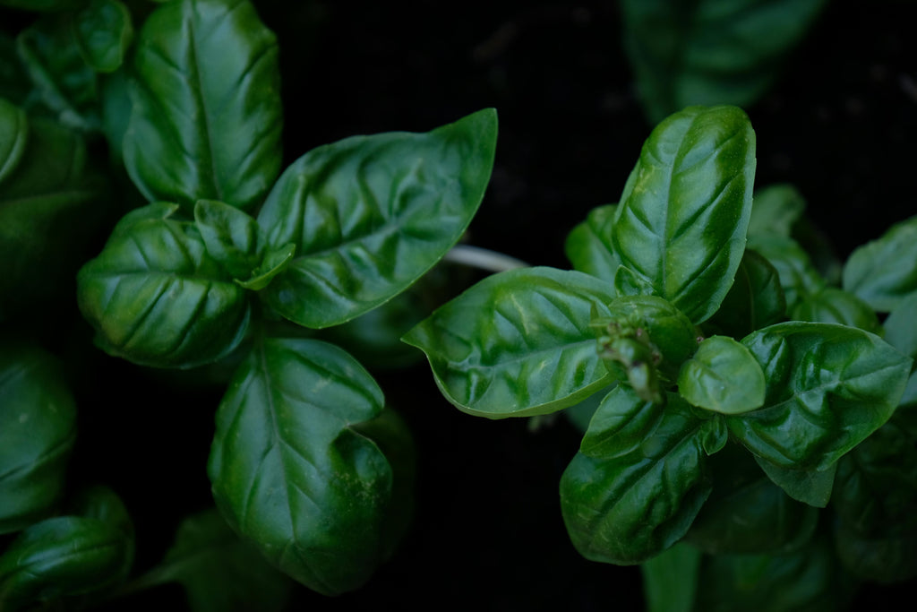 How Organic Fish Fertilizer Powers Late-Season Growth for Healthier Yields