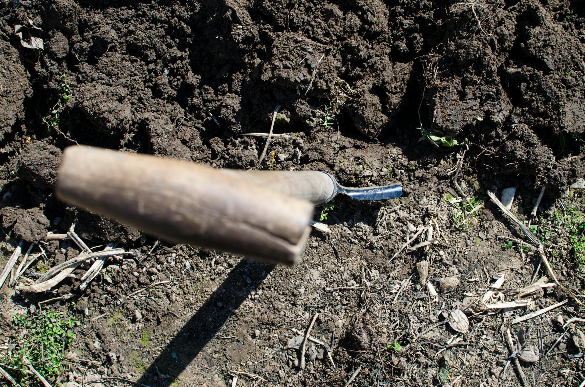 How to Combine Fish Fertilizer with 15.5-0-0 Calcium Nitrate for Maximum Yield