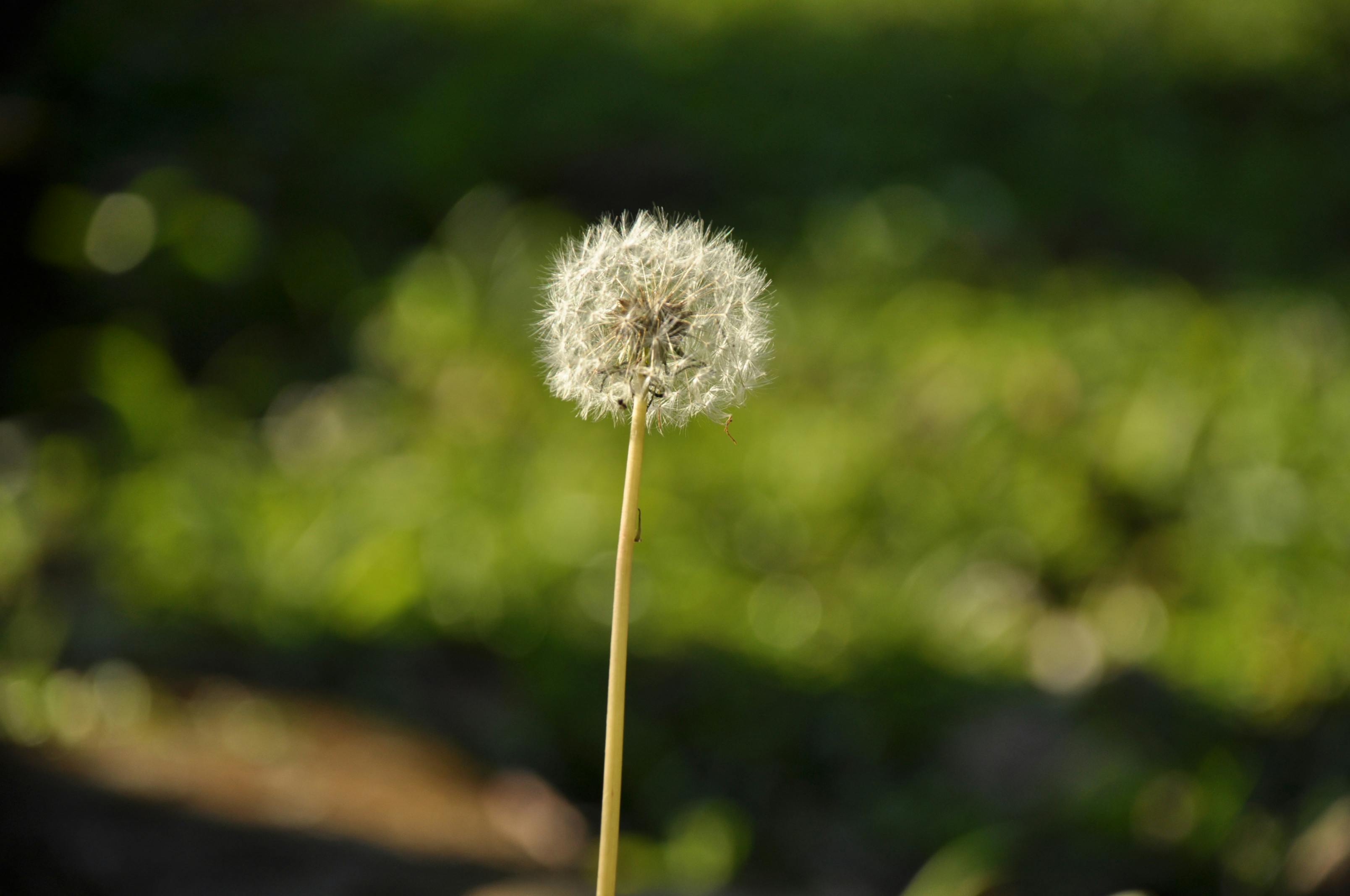 Early-Season Weed and Soil Management: Preparing Your Fields for a Strong Spring Crop