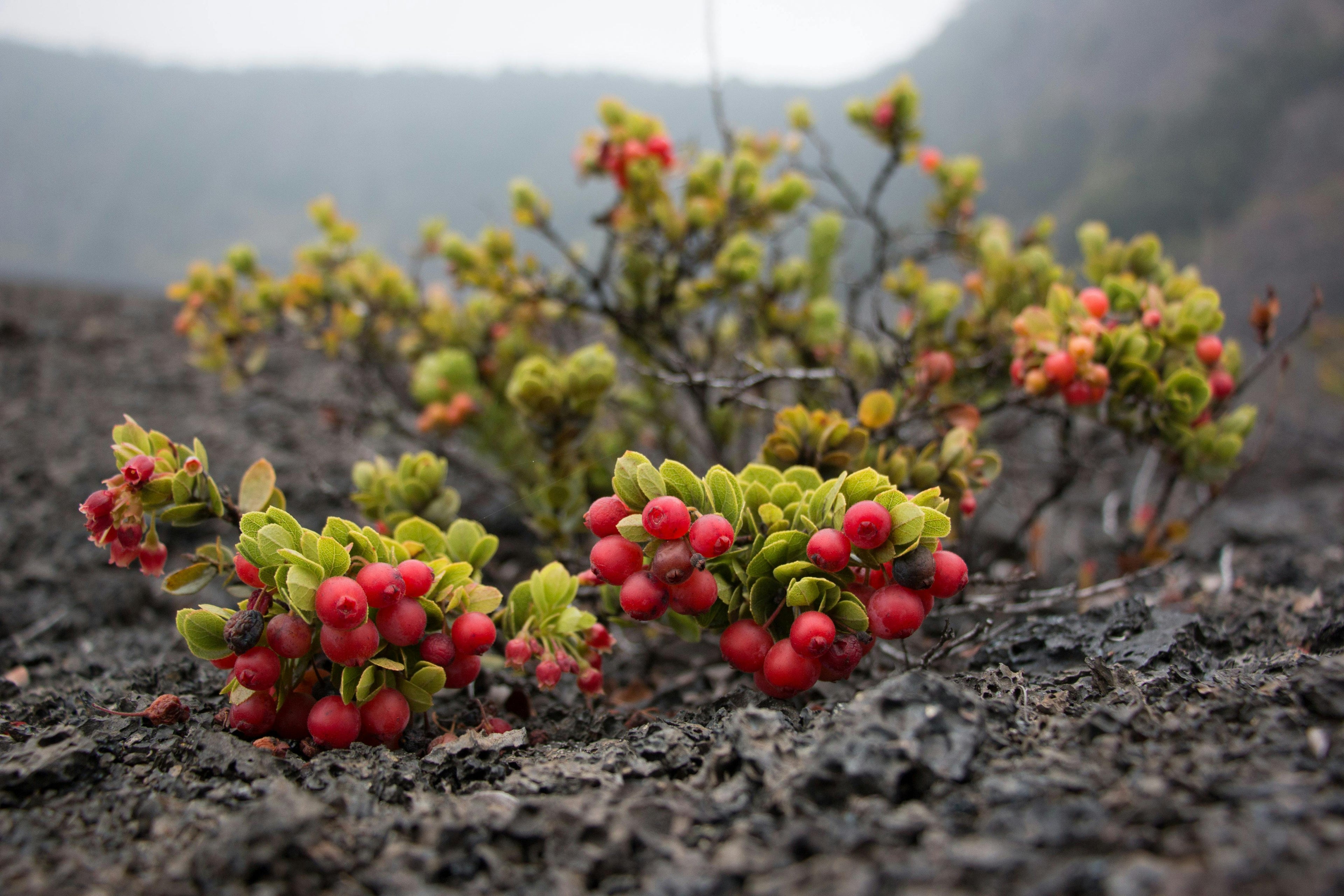 Humic and Fulvic Acids: Building Soil Resilience During Winter Downtime