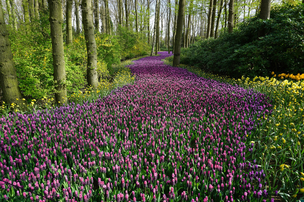 Unlocking the Power of Gypsum Soil Acidifier Calcium for Bountiful Spring Gardens
