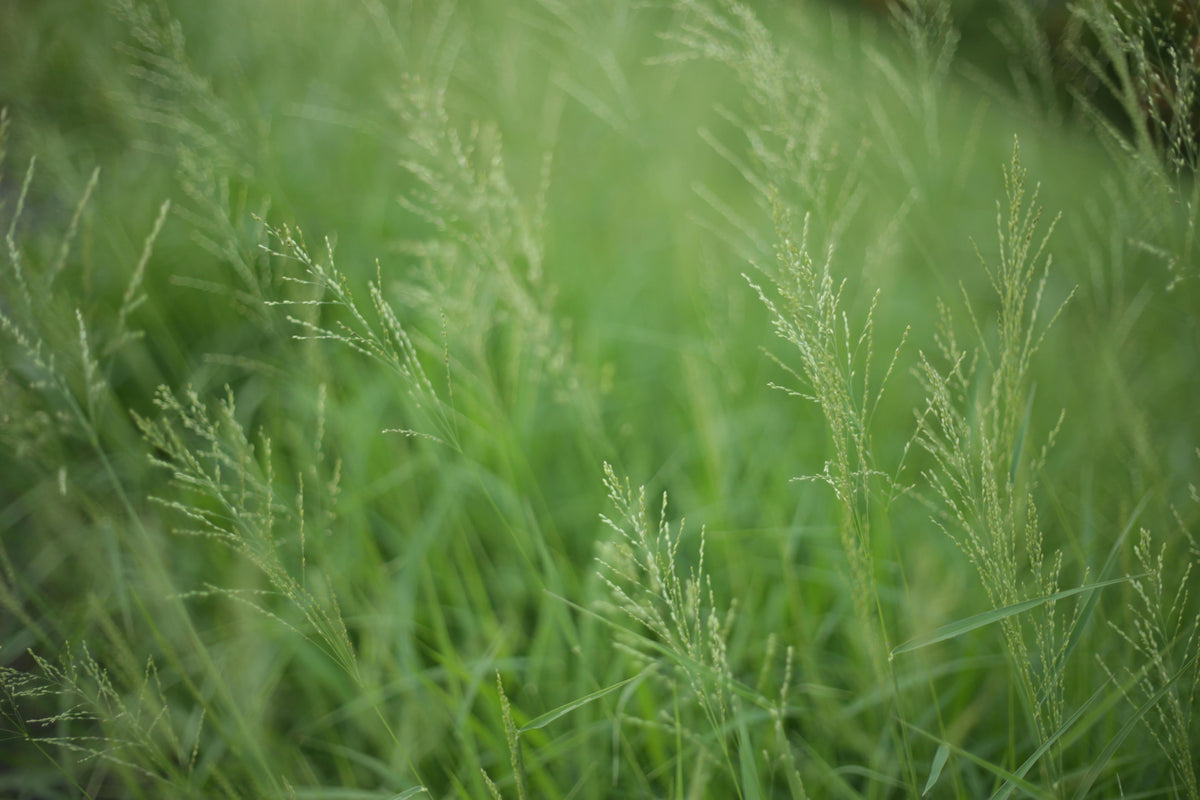 Help! My End-of-Summer Lawn is Overrun with Weeds!