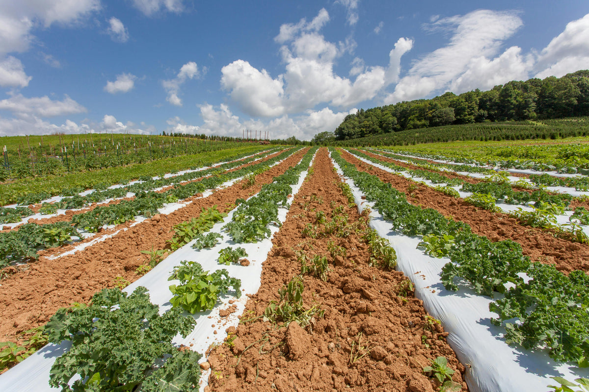 Why Early-Season Crops Stall Even When Fertilizer Is Applied