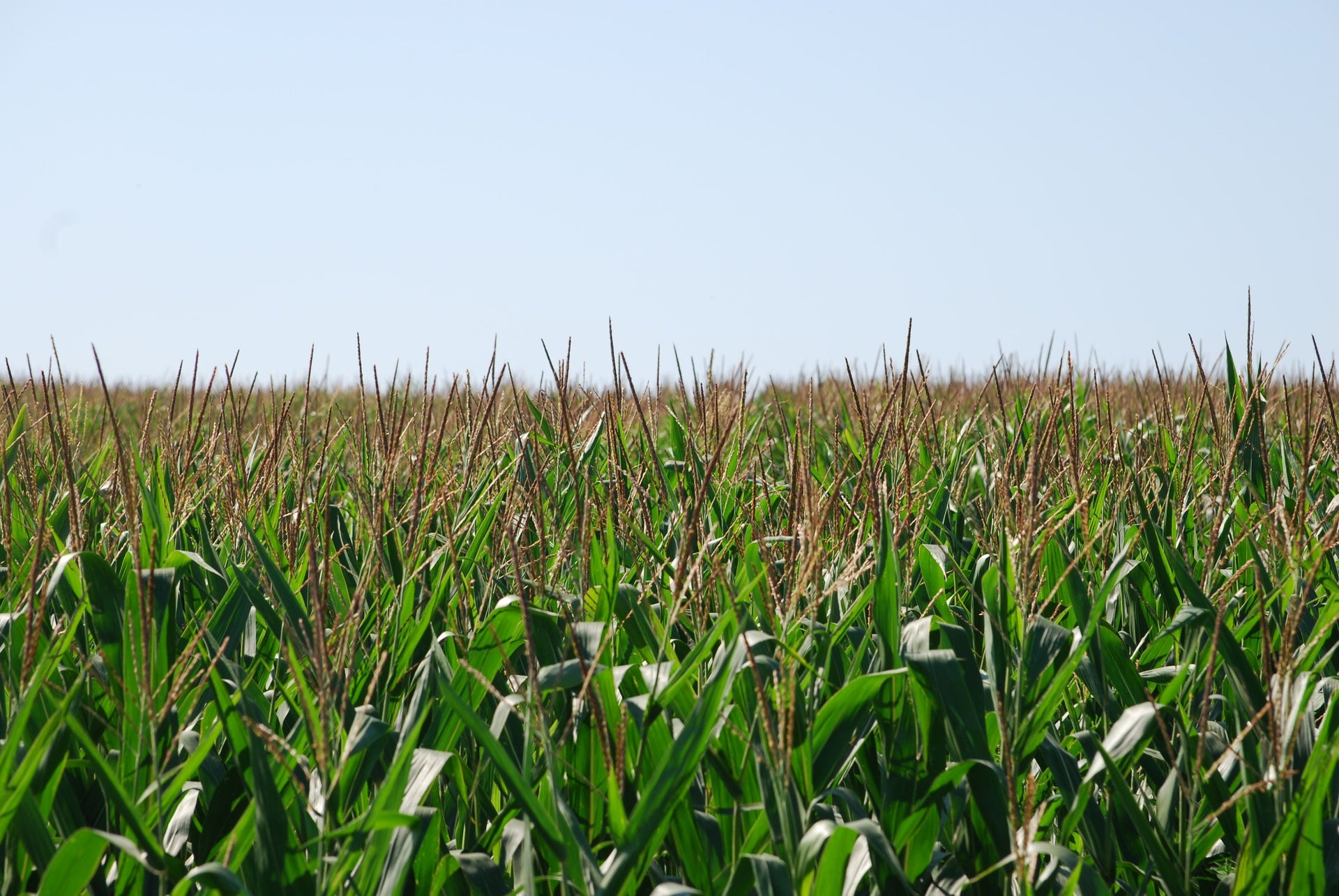 Corn Grain Fill in August: How Long Does the Crop Still Need Water?