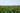 Corn Grain Fill in August: How Long Does the Crop Still Need Water?