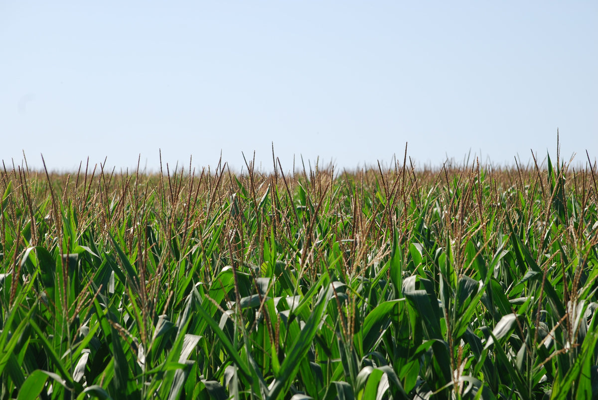Corn Grain Fill in August: How Long Does the Crop Still Need Water?