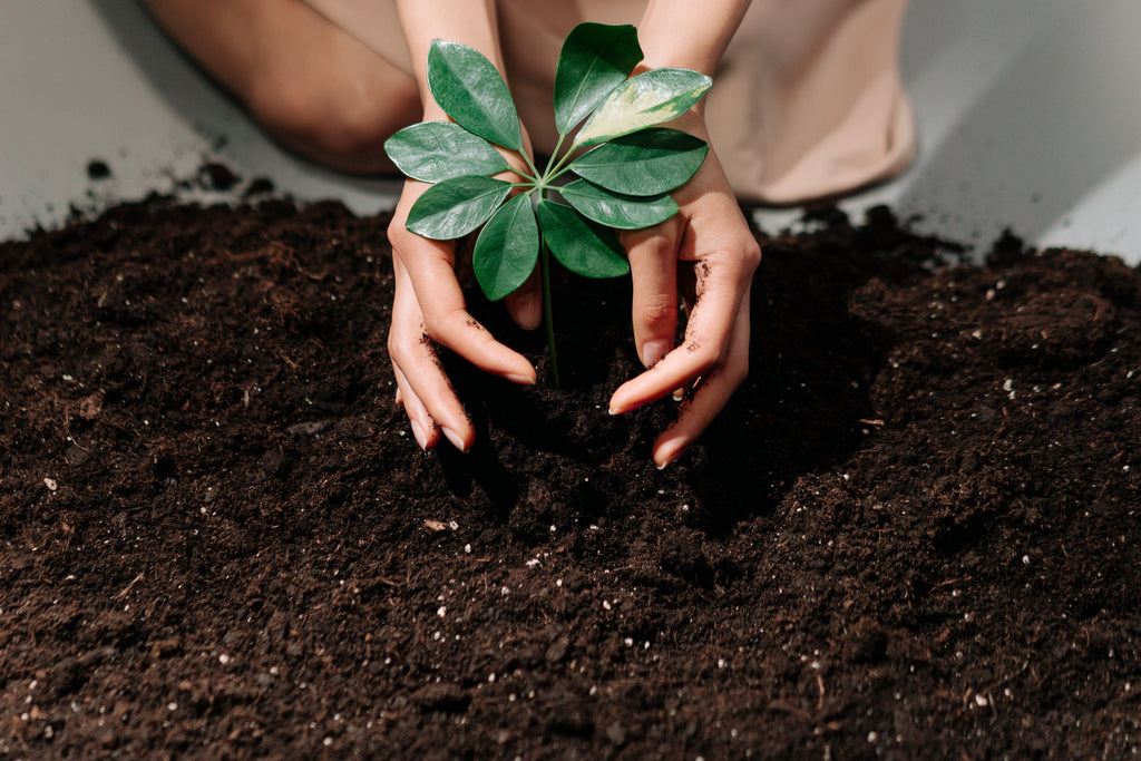 Soil Biology Is Not a Buzzword: What It Means in the Root Zone