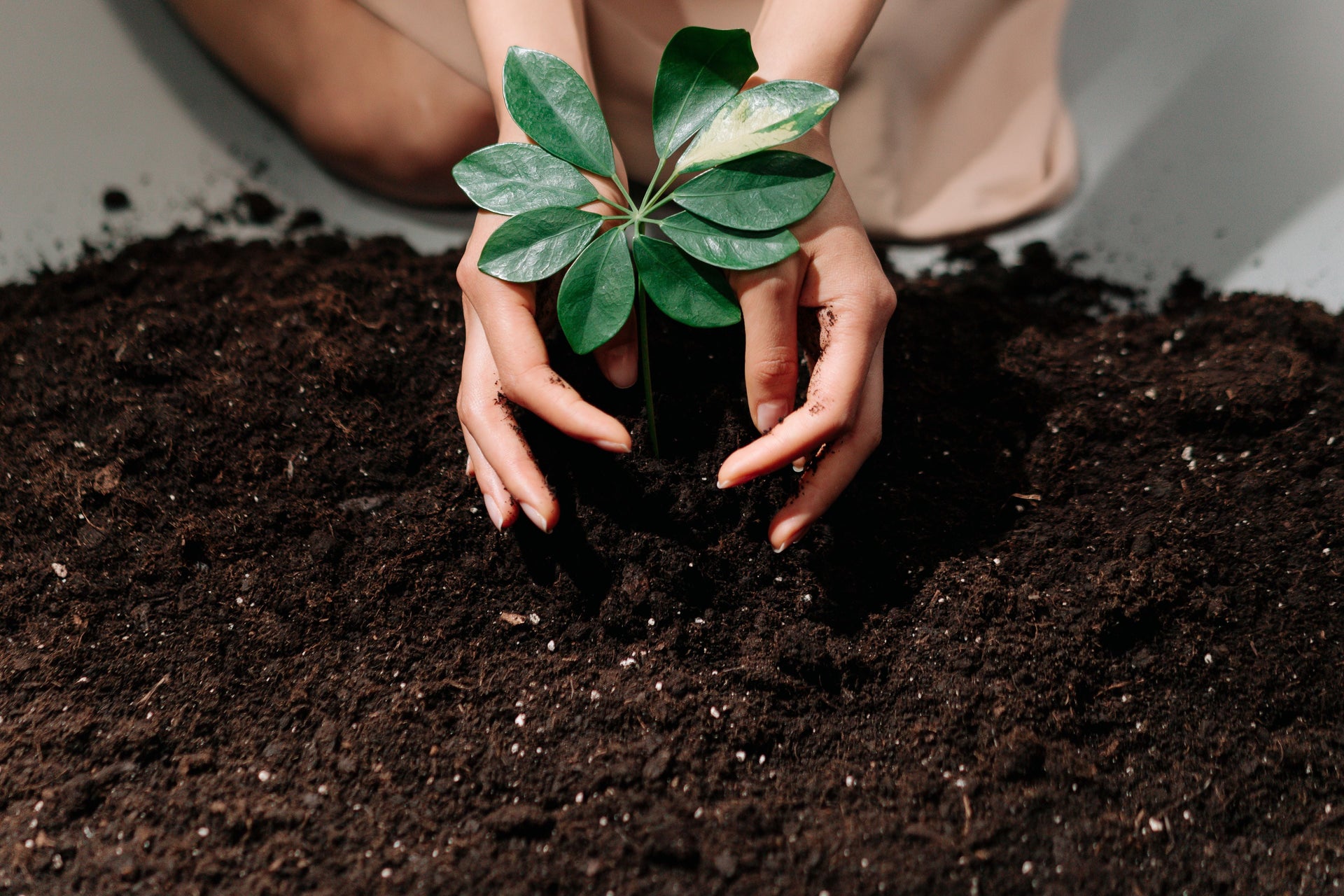 Soil Biology Is Not a Buzzword: What It Means in the Root Zone
