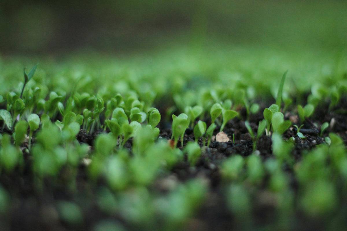 Fertilizing Container Gardens in Hot Weather: What Works and What Doesn’t