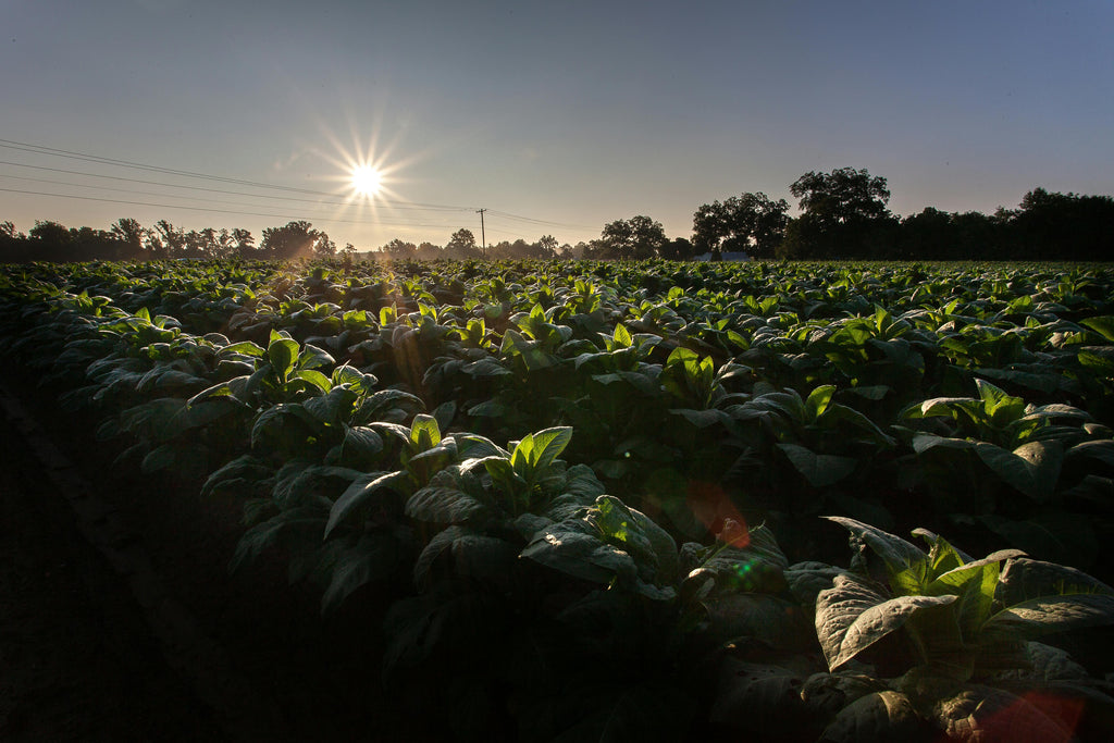 Potash for Vegetable Gardens: Building Resilience Before Frost