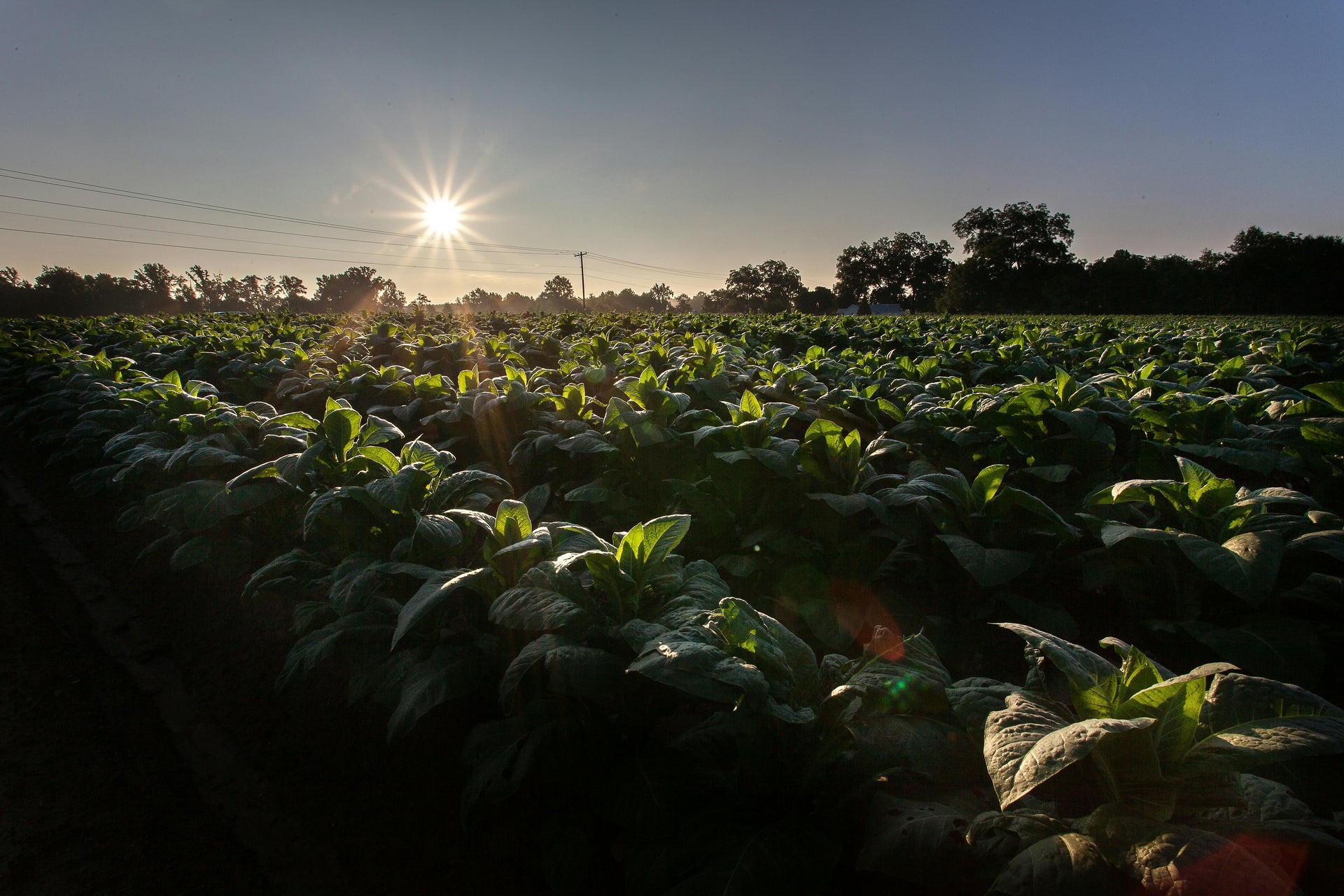 Potash for Vegetable Gardens: Building Resilience Before Frost